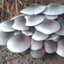 straw mushroom on list of top 40 edible mushrooms, veganliftz.com