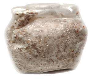12 Pack of 1 lb. Mushroom Grain Spawn