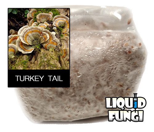 Turkey Tail Mushroom Grain Spawn (1 pound)