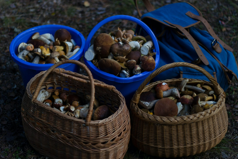 Four baskets containing different species of mushrooms