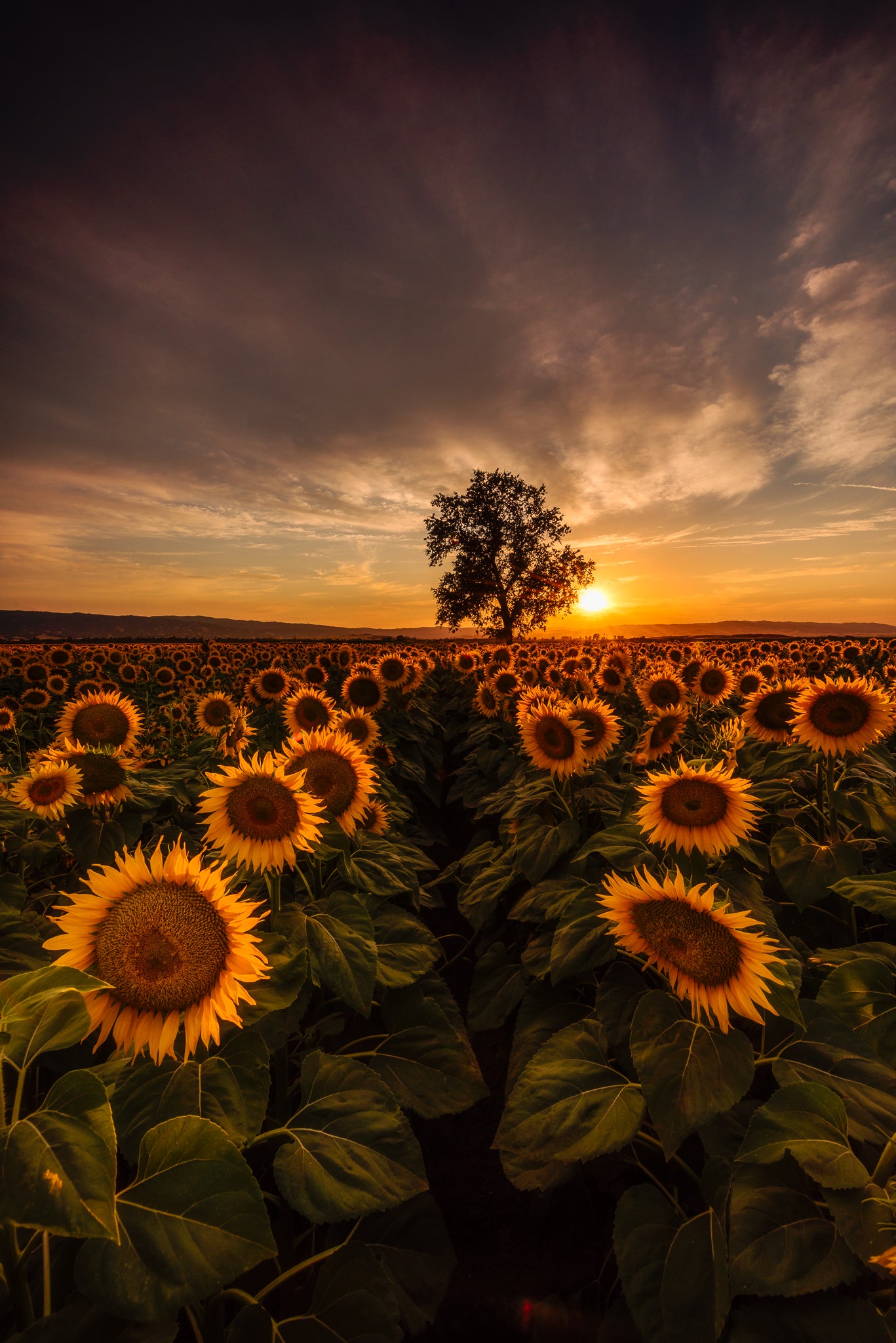 Sunflower Field Sunset Woodland California – Getty Photography