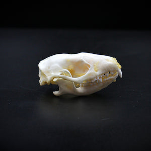 Skull | Hedgehog | Erinaceinae