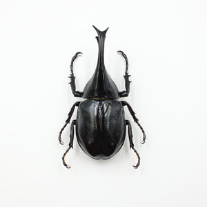 Beetle | Xylotrupes lorquini | Unmounted