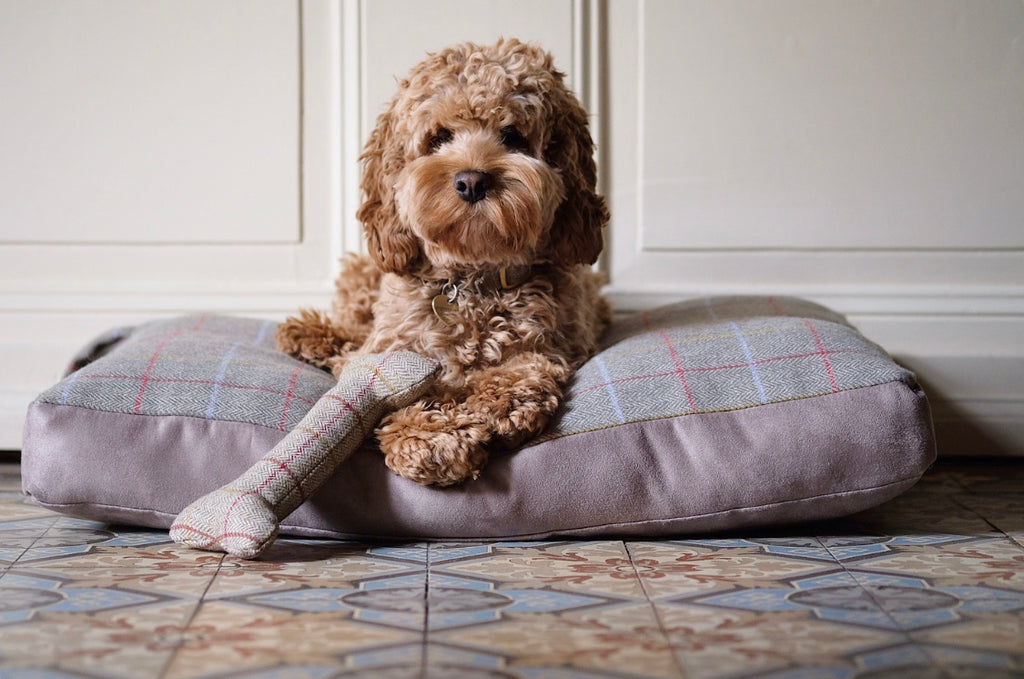 miniature cockapoo temperament