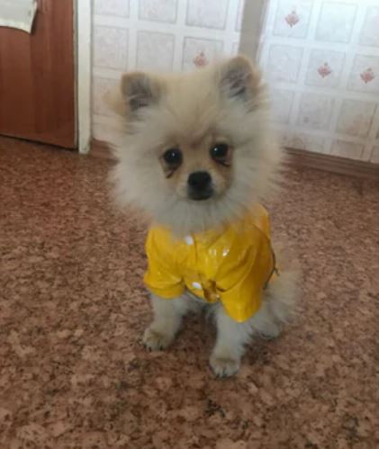 raincoat for pomeranian