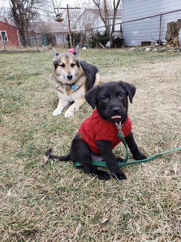 Red CC Sweater