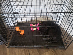 Zipper puppy in her crate