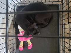 Zipper puppy in her crate