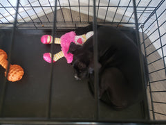 Zipper puppy in her crate