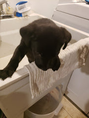 Bruno Stink Pup Getting a Bath