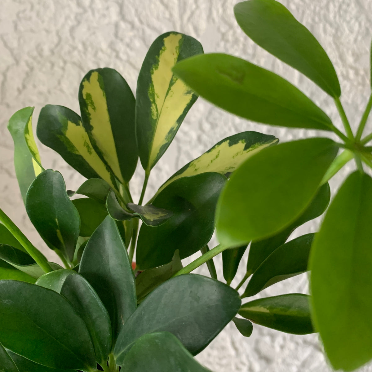 Variegated Schefflera Houseplant - Schefflera arbicola Plant - Rooted ...