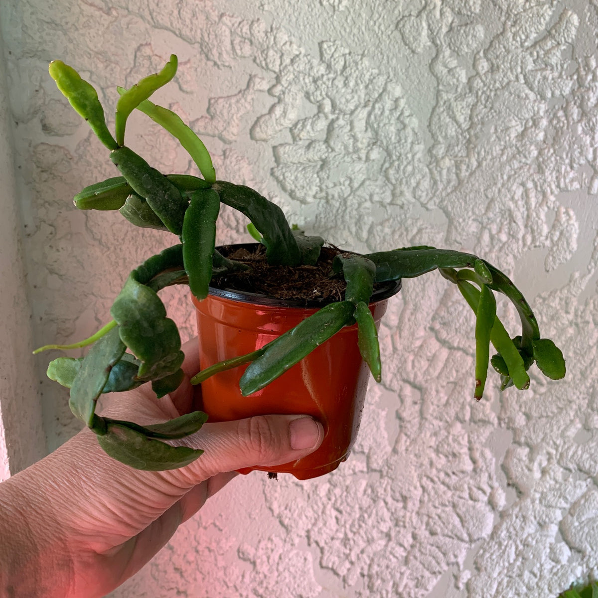 Rhipsalis cereoides Houseplant - Lepismium cereoides House Plant – The ...