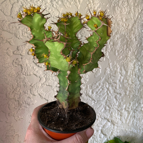 zigzag plant variegated