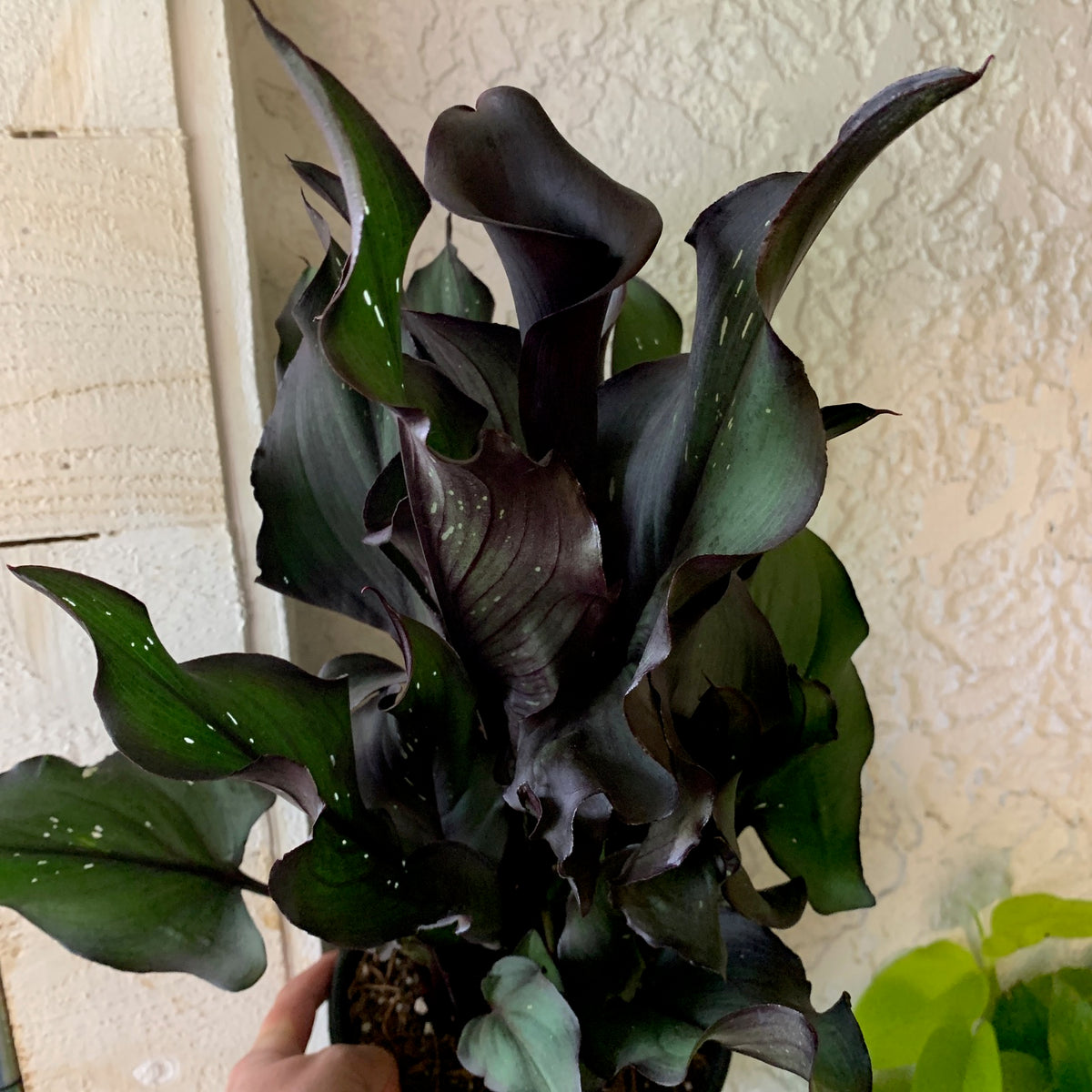 Black Calla Lily Houseplant - Zantedeschia House Plant – The Plant Hall