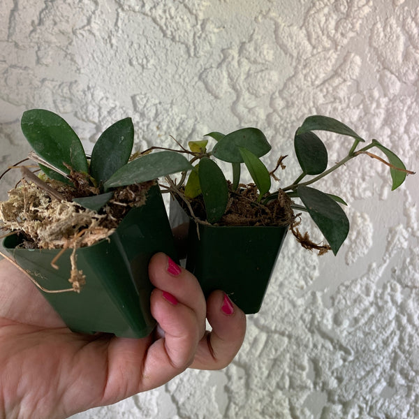 Hoya Chouke Houseplant – The Plant Hall