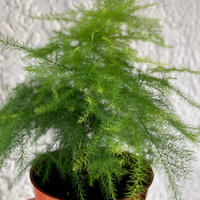 Asparagus Fern House Plant - Asparagus setaceus - Plumrose Fern - Rooted Houseplant