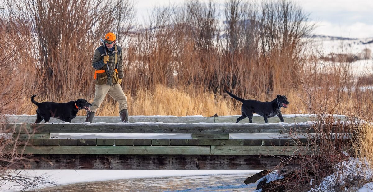 What Makes a Versatile Hunting Dog