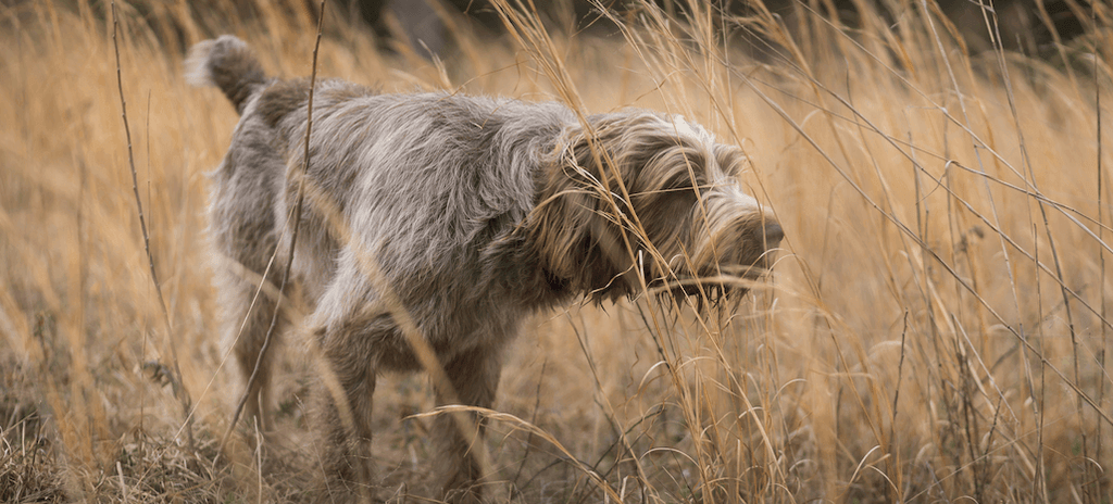 how much does a spinone italiano puppy cost