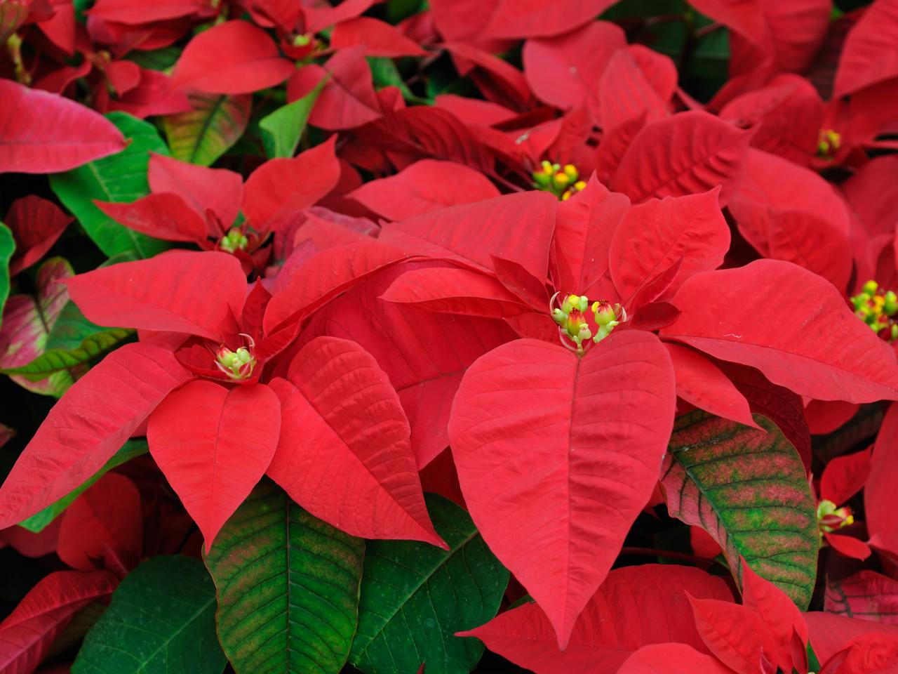 Poinsettia Plants