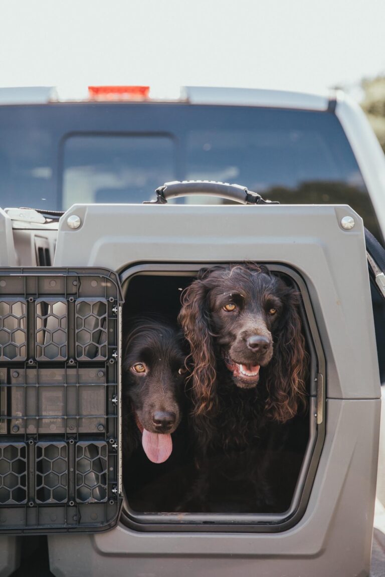 Boykins in a Gunner Kennel