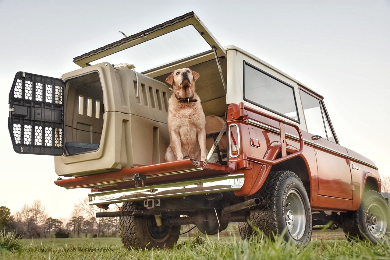 The Best Dog-Friendly Vehicles To Travel In