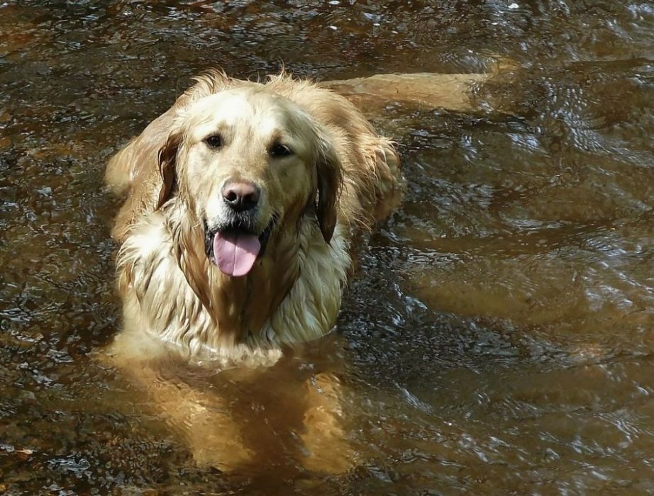 Tips for Fly Fishing with Dog Training