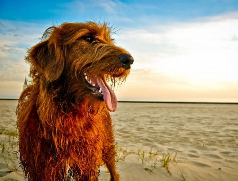 Getaway On These 5 Dog Friendly Vacation Spots