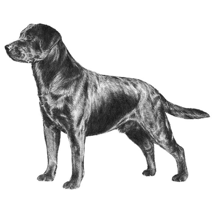 labrador retriever