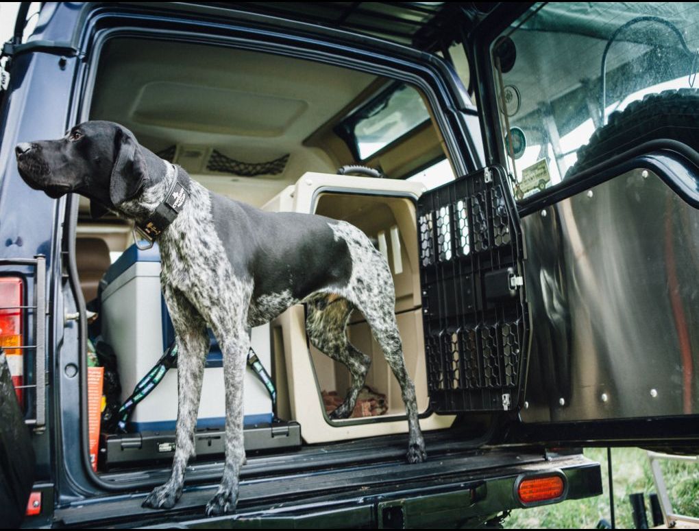 german shorthaired pointers