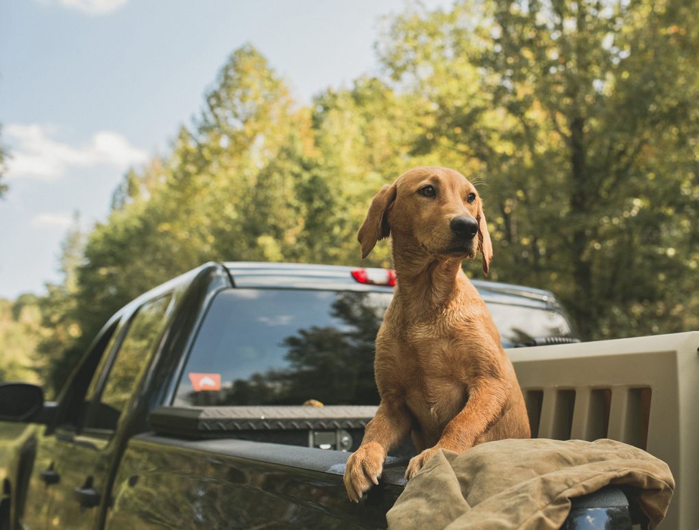 Traveling With Dogs: 5 Eye-Opening Statistics
