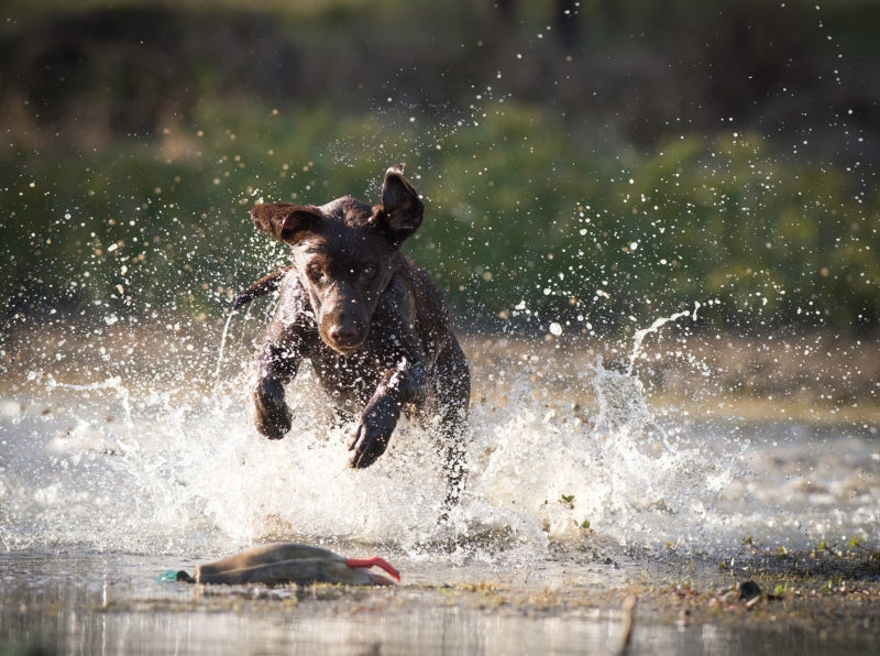 Dogs In Water Can Be In Danger, Too