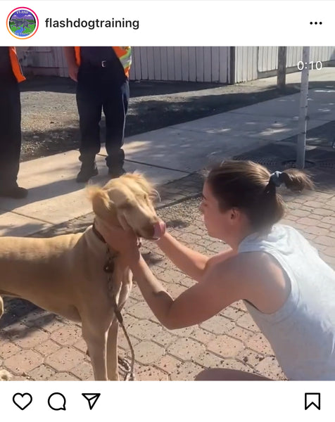 Dog Saved By Gunner Kennels In Wreck | Safe Dog Crate For Travel