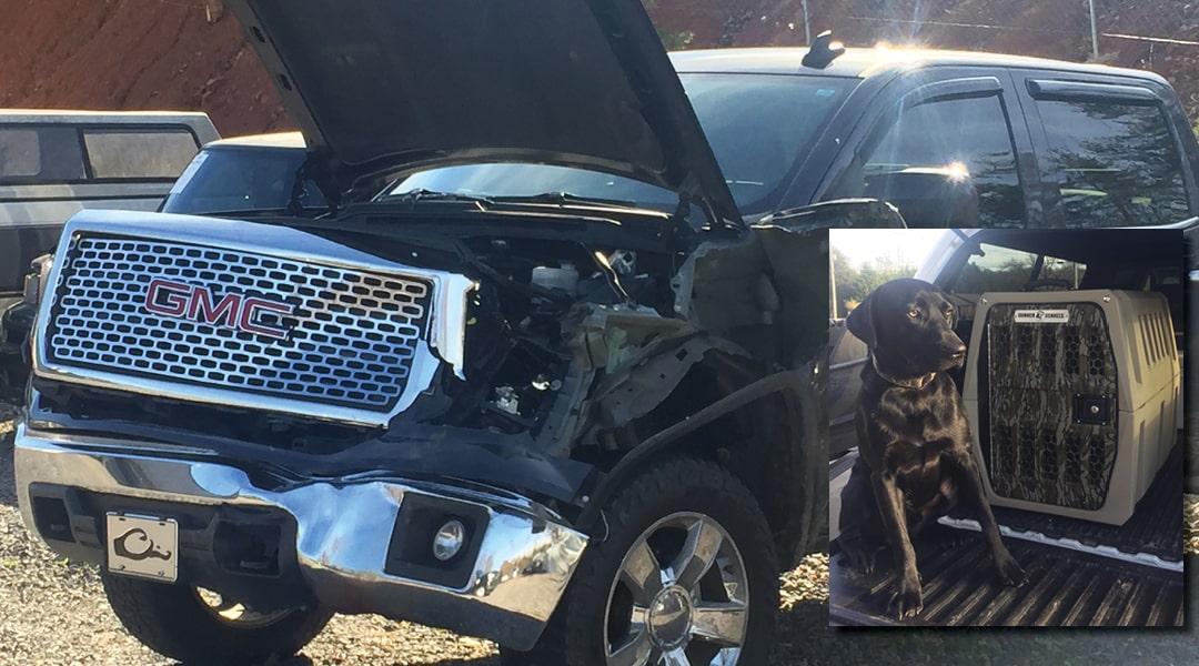 A Cow and a GMC Denali Dually VS Crash Proof Dog Crate