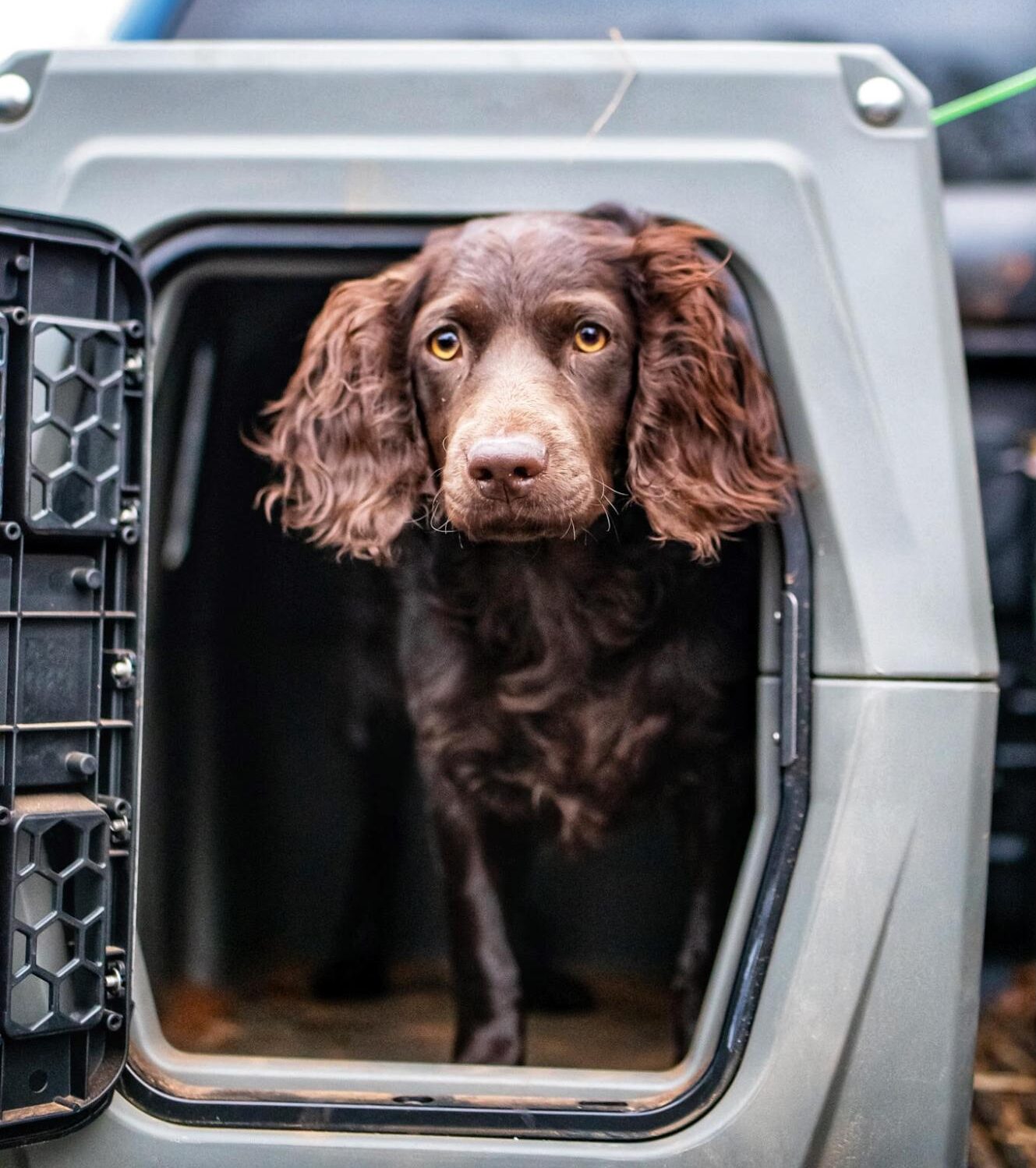 Brown Boykin Spaniel