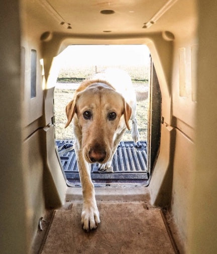 A crate is the safest place for him to travel