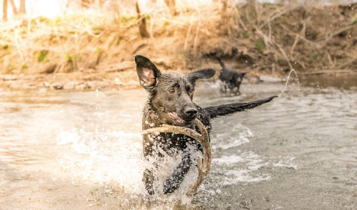 Dog in water