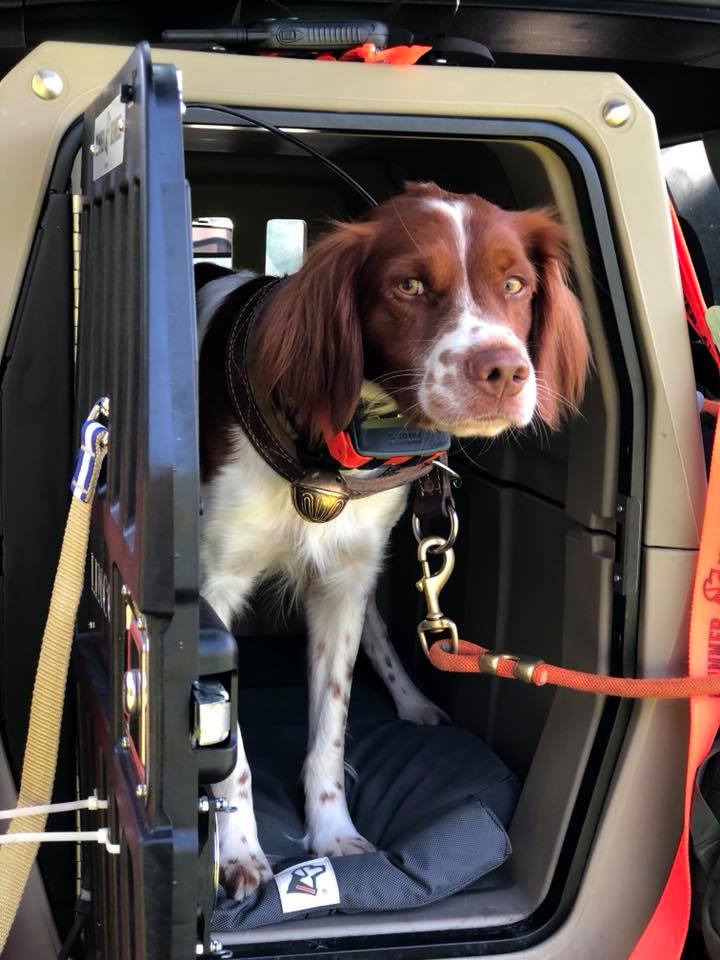 Lincoln, Robb's two-year-old Brittany