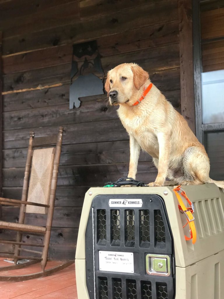 dog kennels that save lives