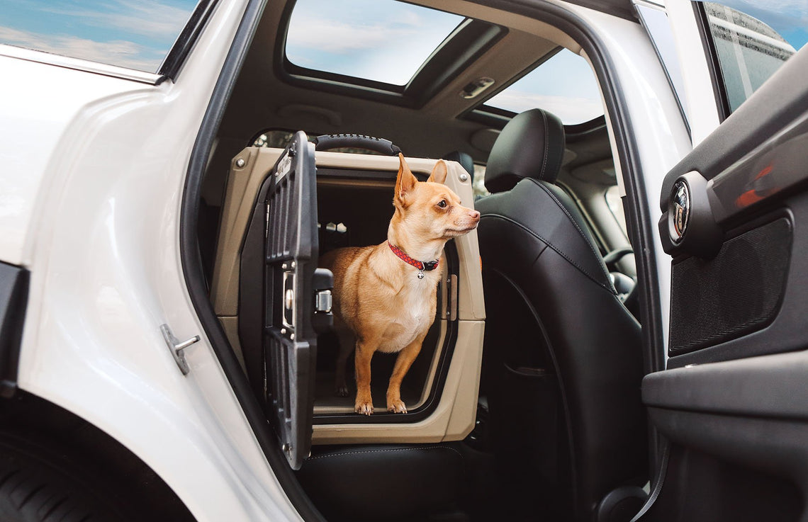 back seat dog crate