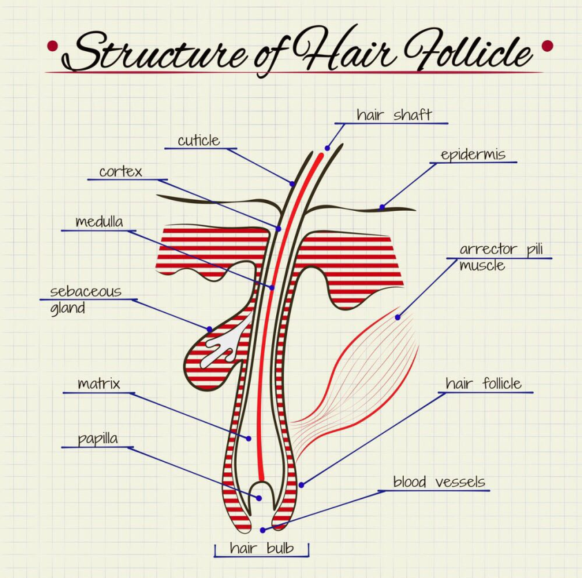 Hair Structure Diagram  Quizlet