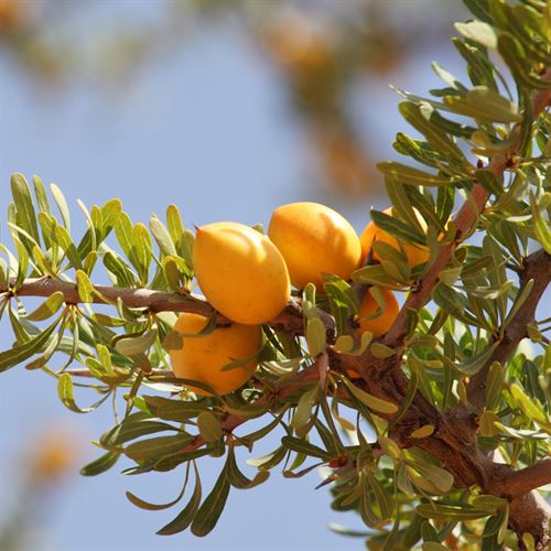 Moroccan Argan Drops