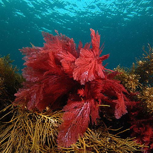 Marine Algae