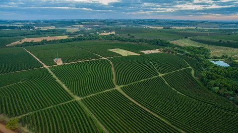 Bom Jesus Coffee Farm