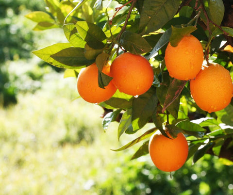 sweet orange essential oil