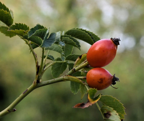 rosehip oil