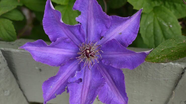 Balloon Flower (Platycodon Grandiflorus)