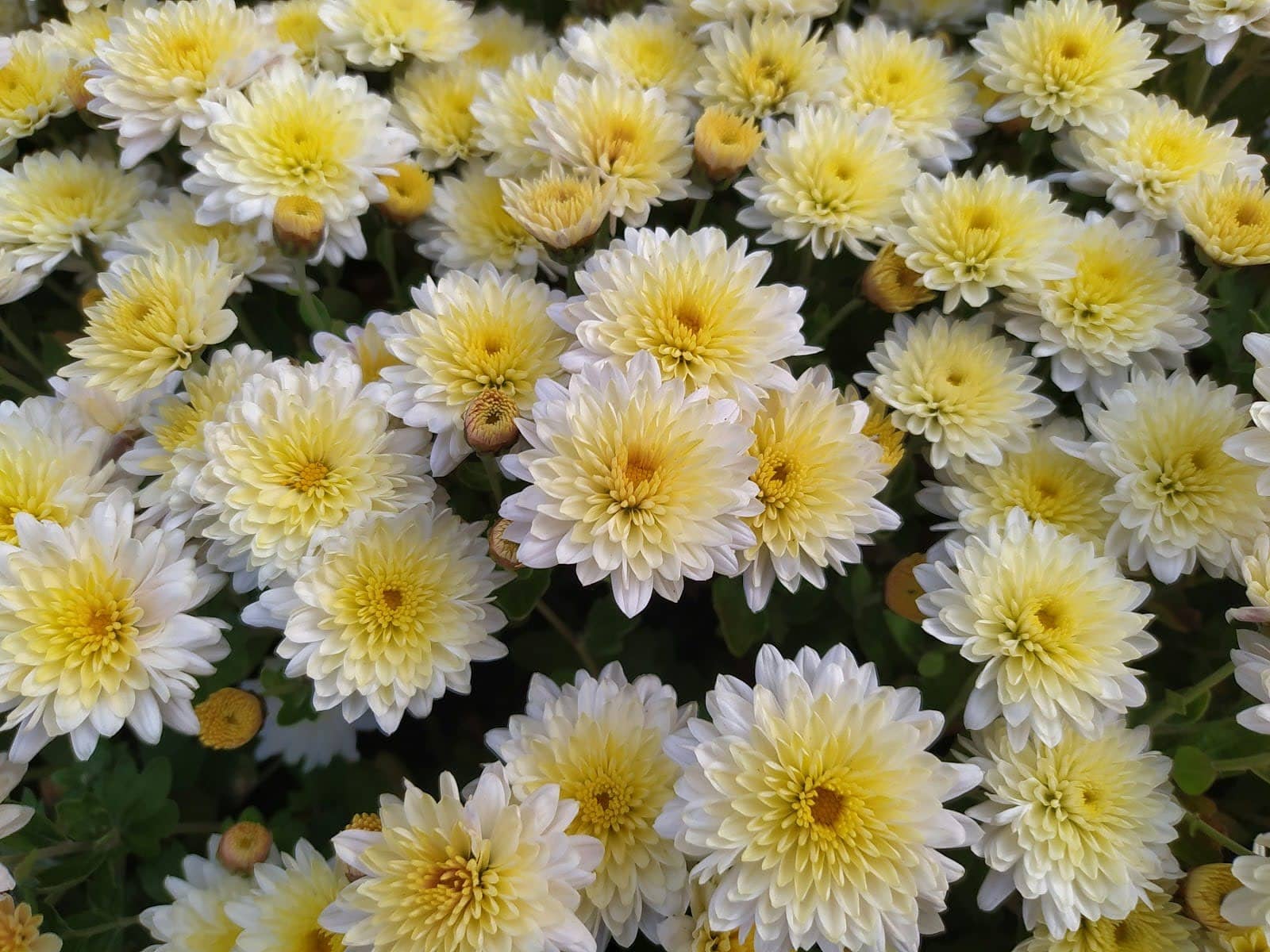 Decorative Chrysanthemums