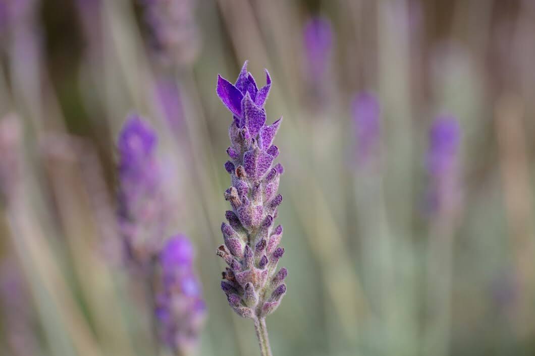 1. English Lavender (Lavandula angustifolia)