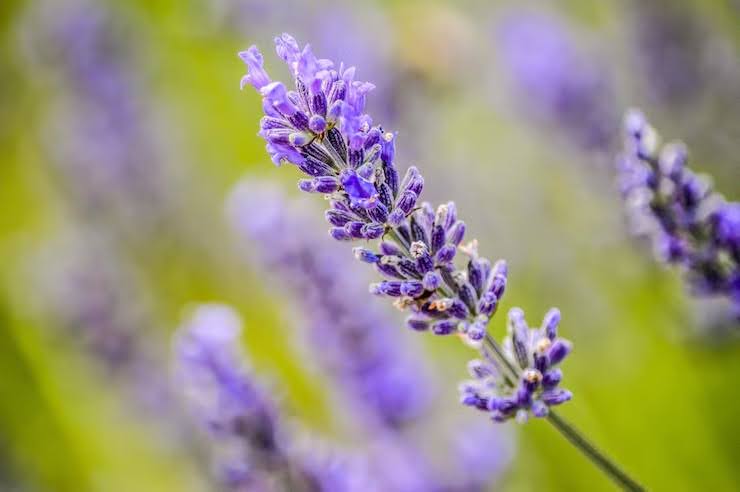 Symbolism Of Lavender Flowers Through Time