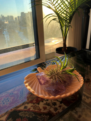 Two air plants in a seashell dish on a coffee table along with amethyst points for decoration.